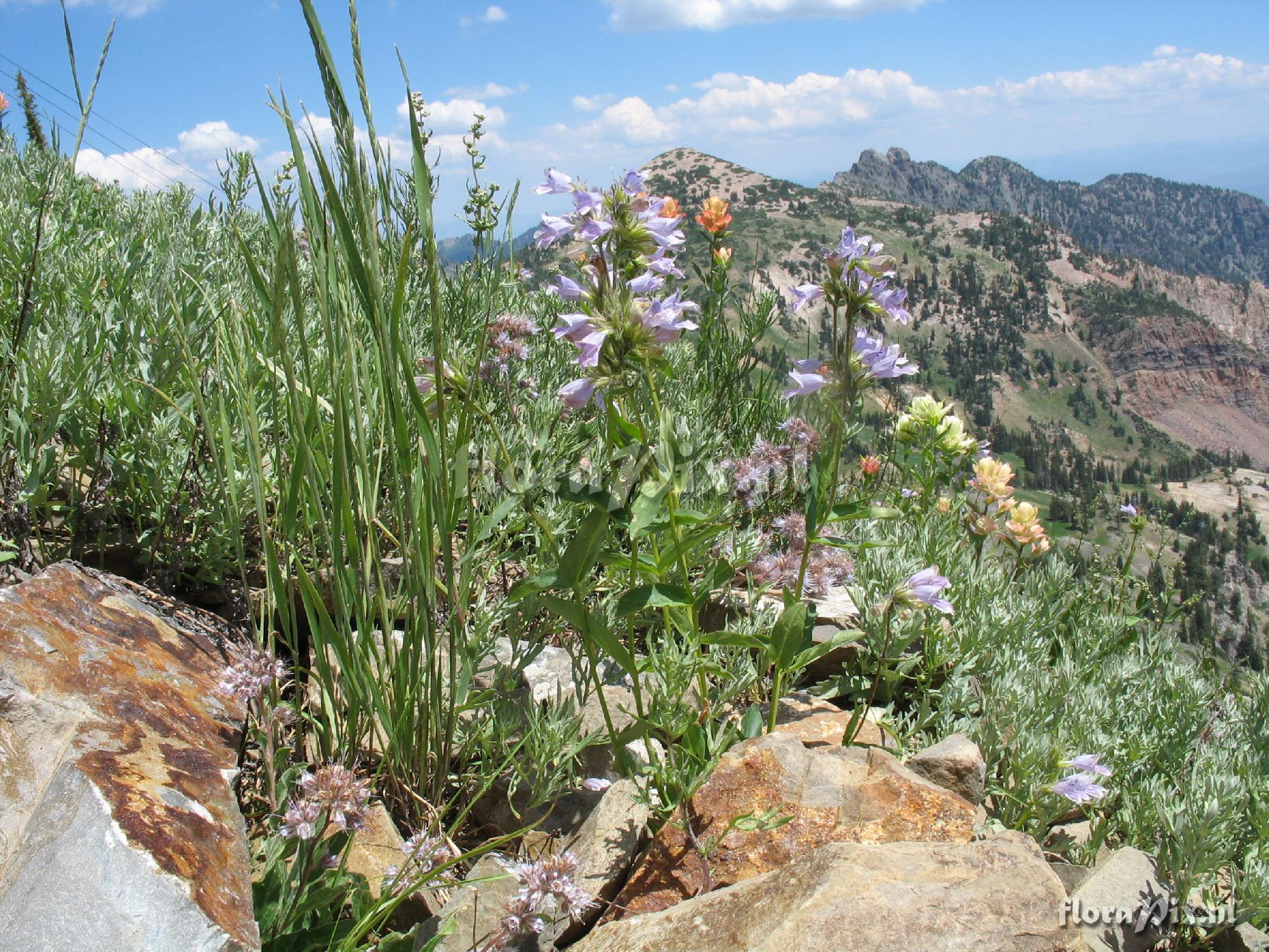 Penstemon whipleanus