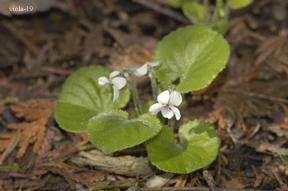 Viola renifolia