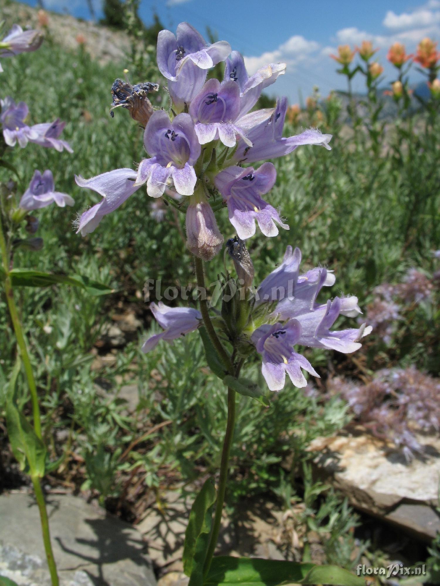 Penstemon whipleanus