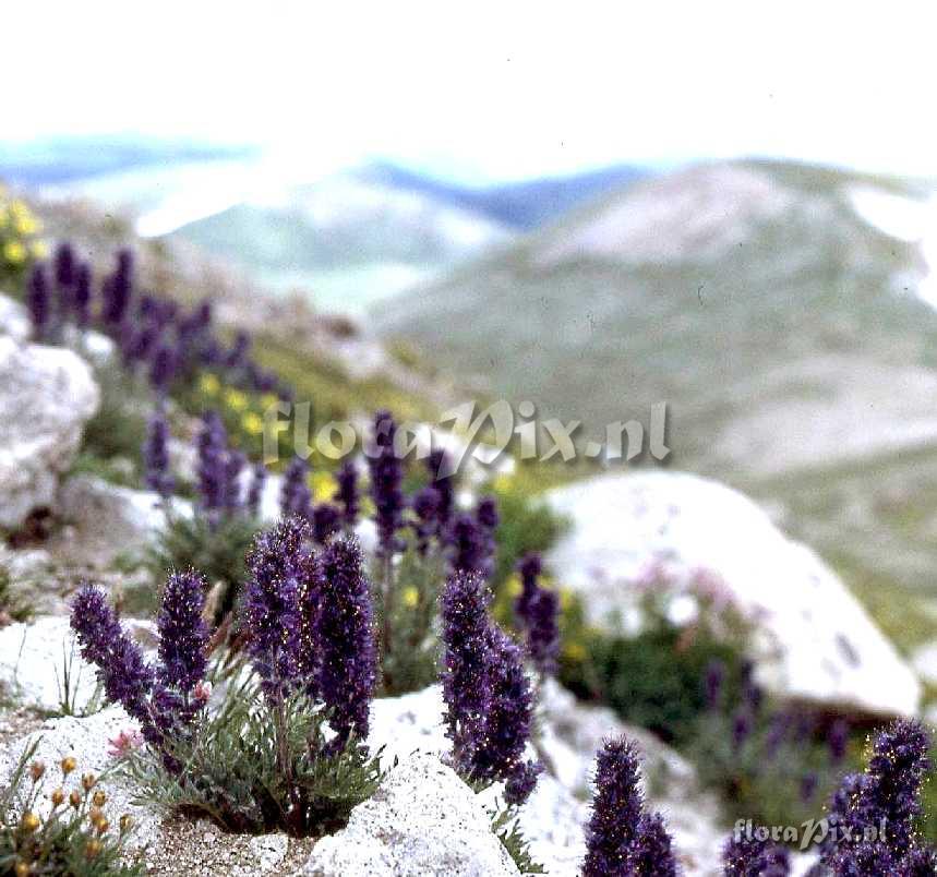 Phacelia sericea