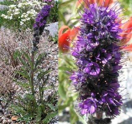 Phacelia sericea