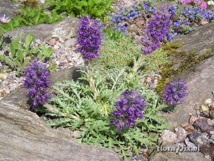 Phacelia sericea