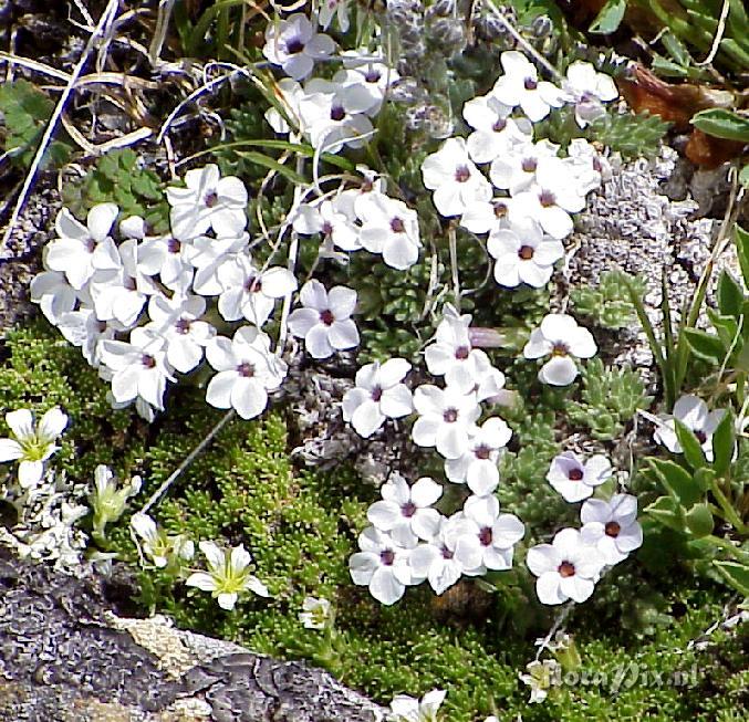 Phlox condensata