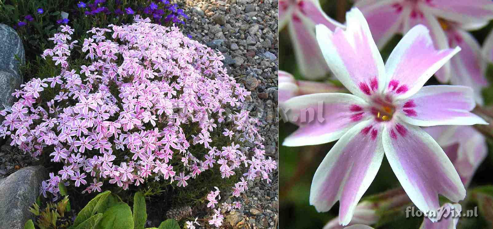 Phlox subulata 