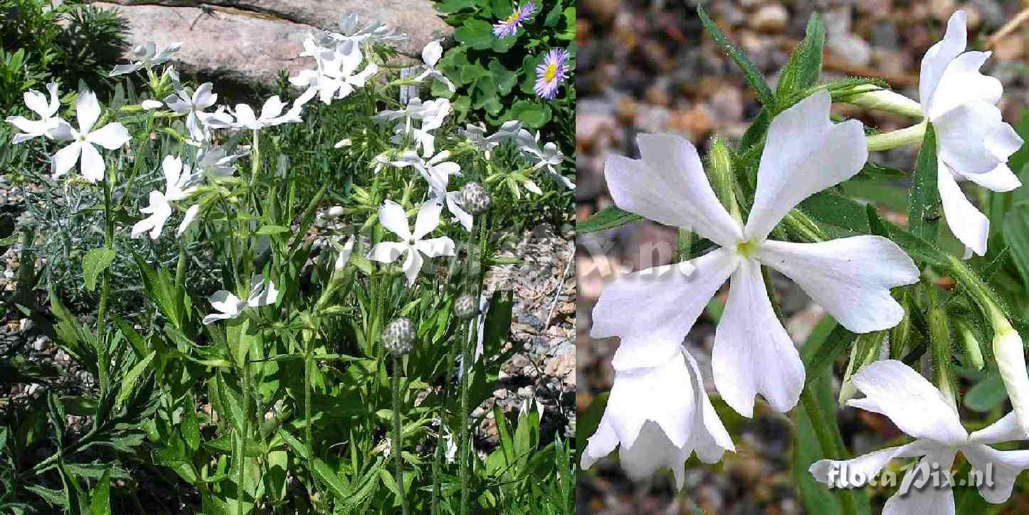 Phlox divaricata 