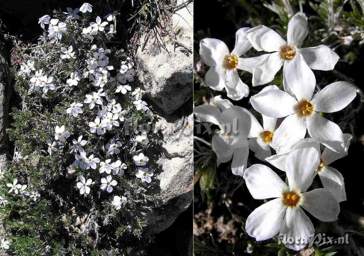 Phlox hoodii