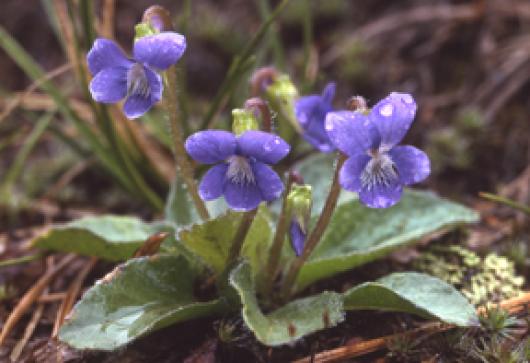 Viola fimbriatula