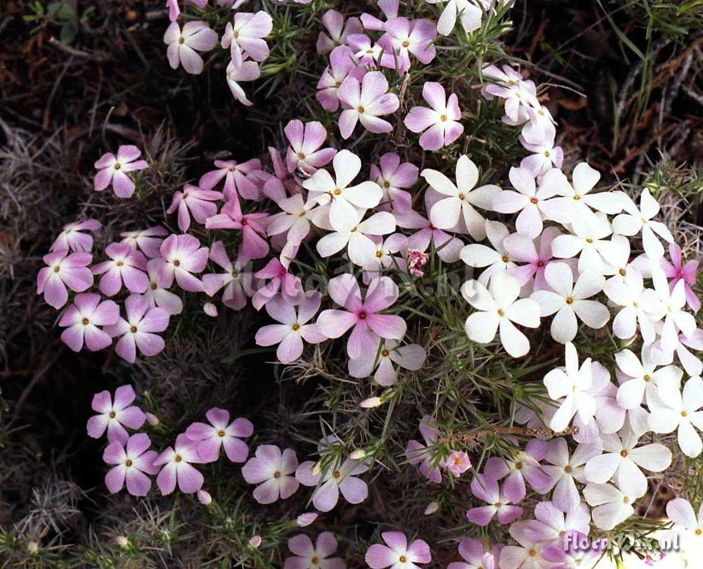 Phlox austromontana