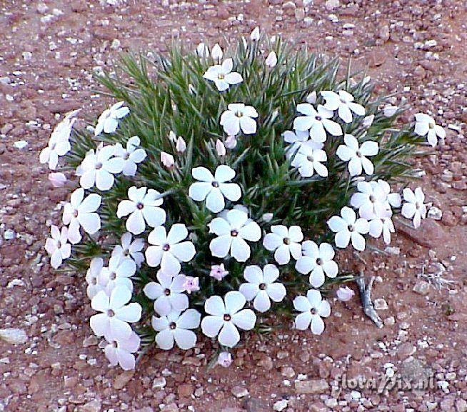 Phlox diffusa