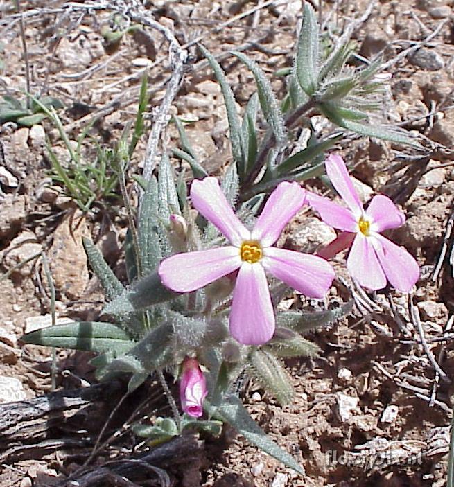 Phlox stansburyi