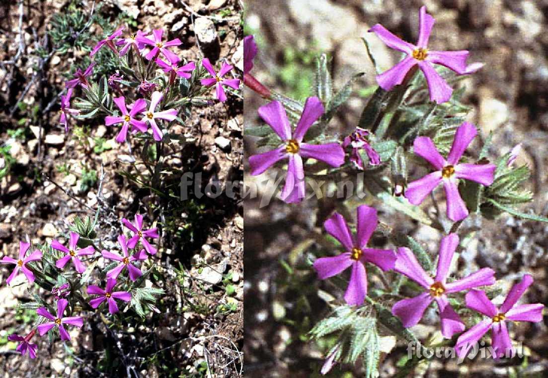 Phlox stansburyi