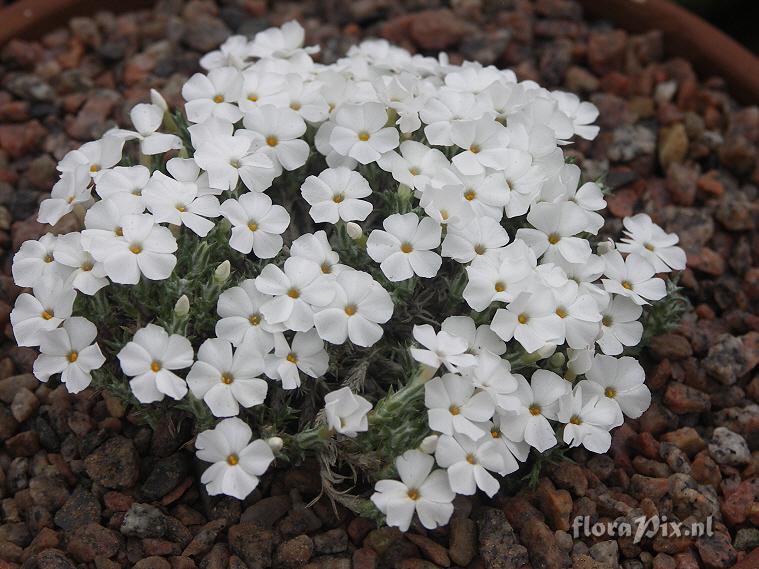 Phlox lanata