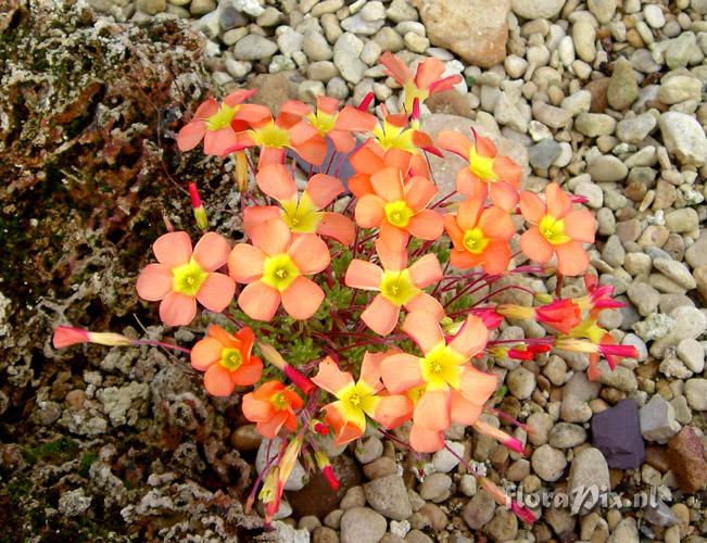 Oxalis massoniana