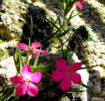 Phlox mesolueca 