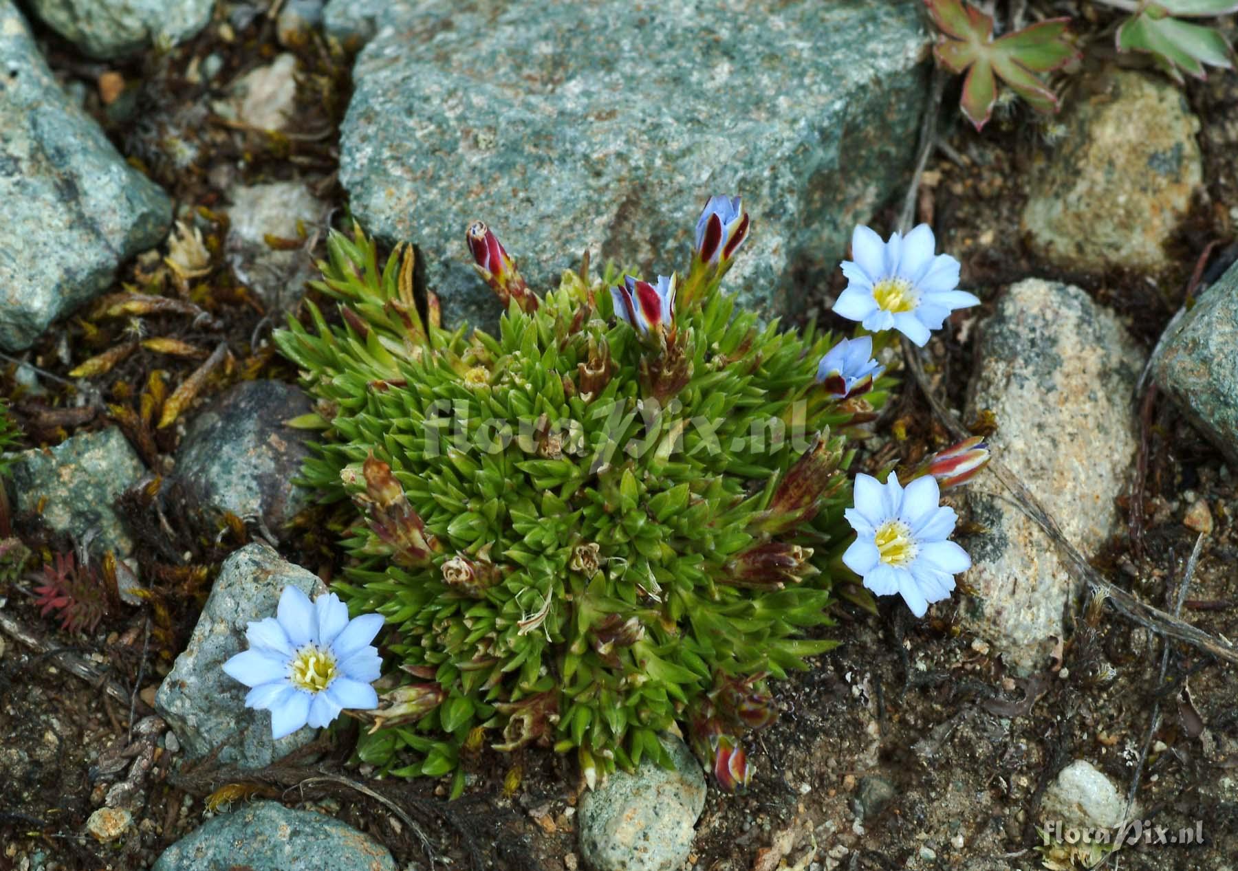 Gentiana sedifolia