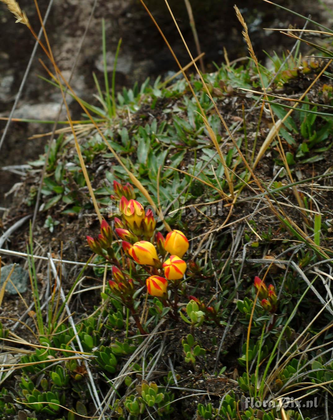 Gentianella hirculus