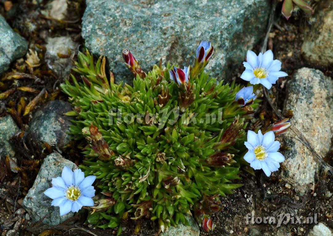 Gentiana sedifolia