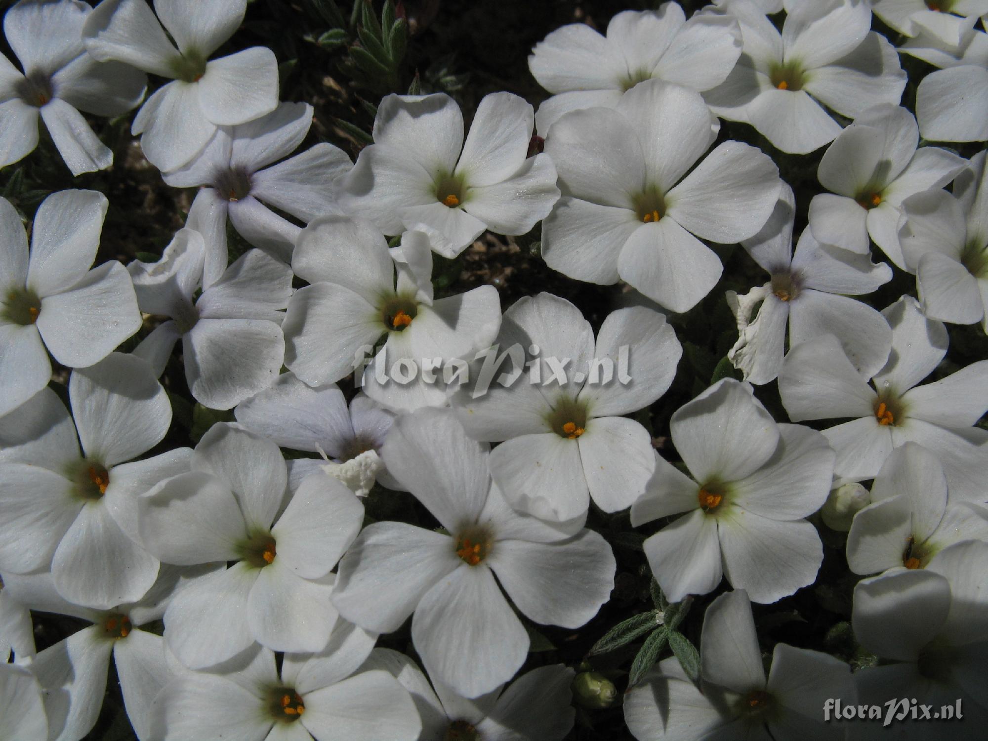 Phlox pulvinata