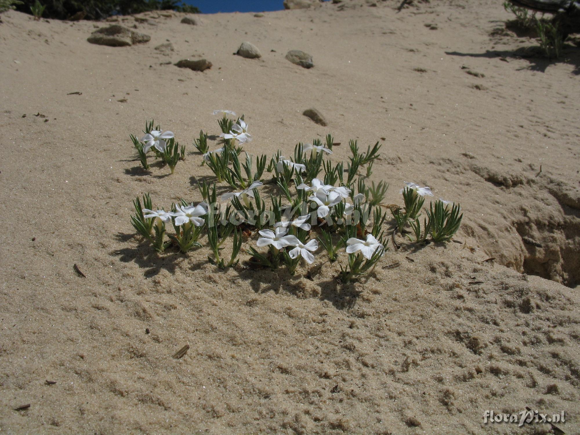 Phlox pulvinata