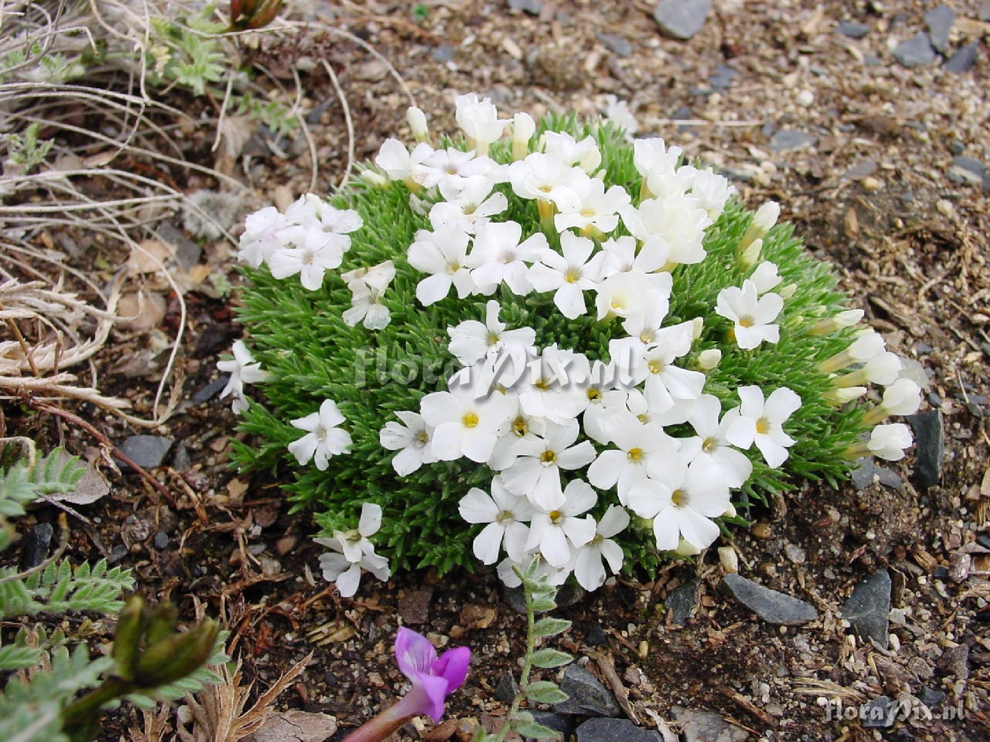 Phlox tomulosa