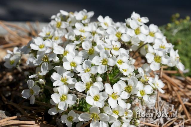 Draba dedeana