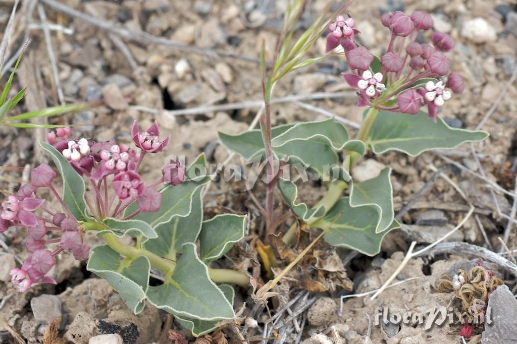 Asclepias eastwoodiana