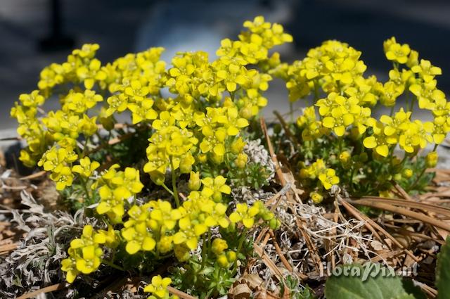 Draba oligosperma oligosperma