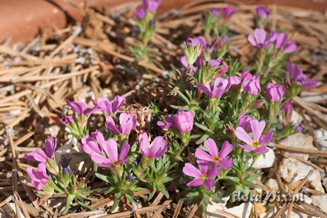 Douglasia montana