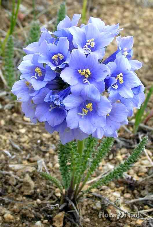 Polemonium confertum