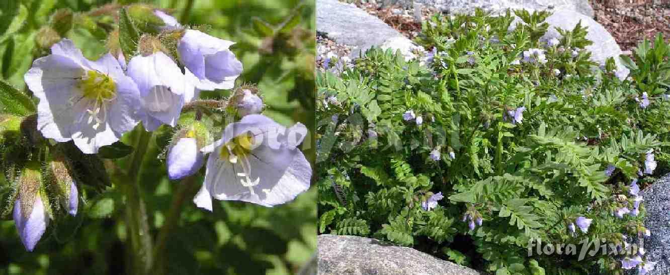 Polemonium pulcherrimum