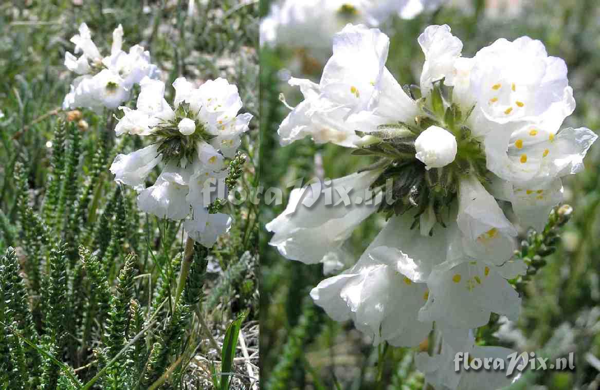 Polemonium viscosum (white form)