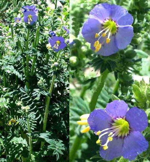 Polemonium boreale