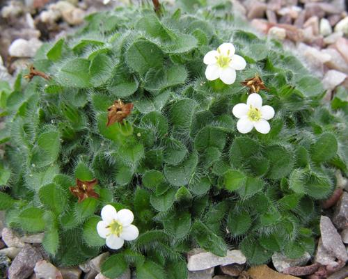 Myosotis glabrescens