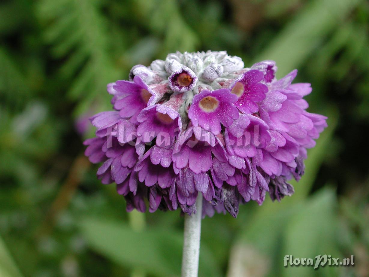 Primula capitata