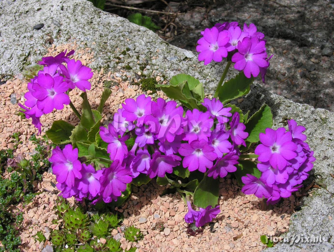 Primula hirsuta