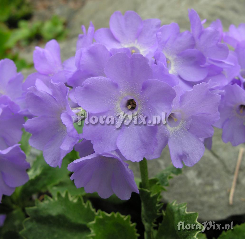 Primula marginata