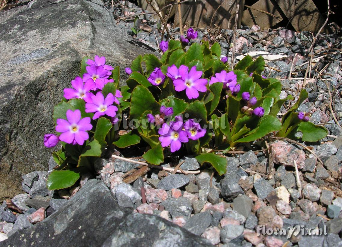 Primula pedemontana