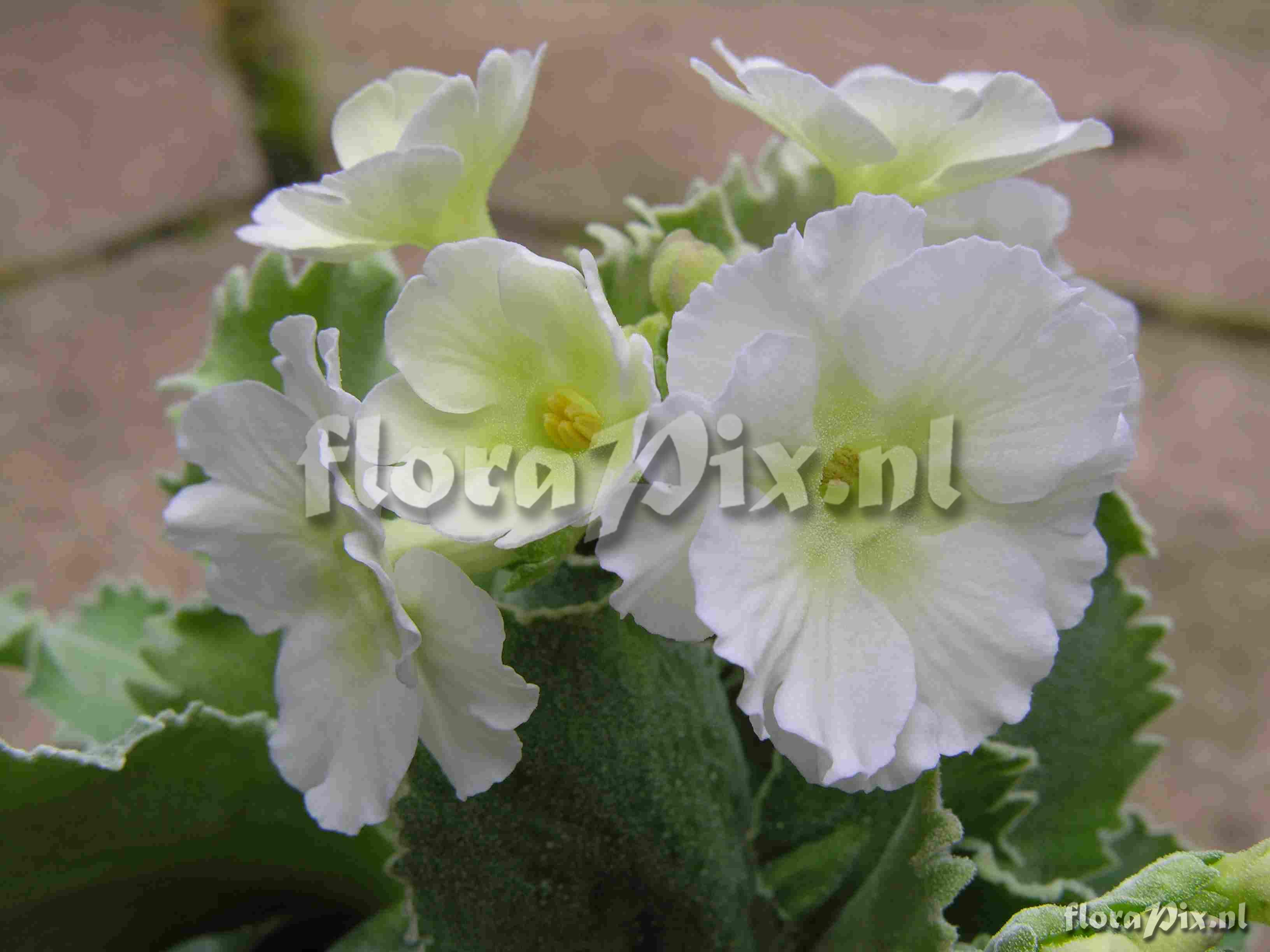 Primula marginata White Linda Pope