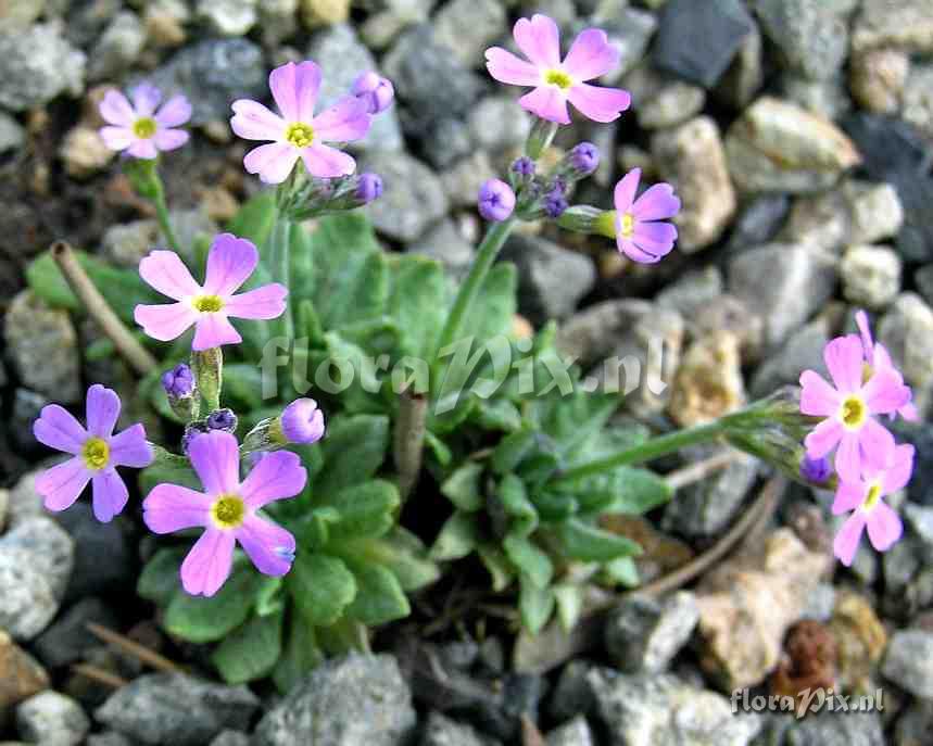 Primula farinosa