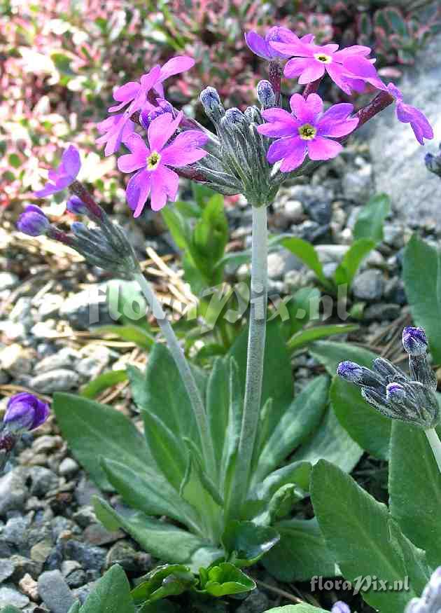 Primula halleri