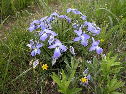 Viola pedata - Bird