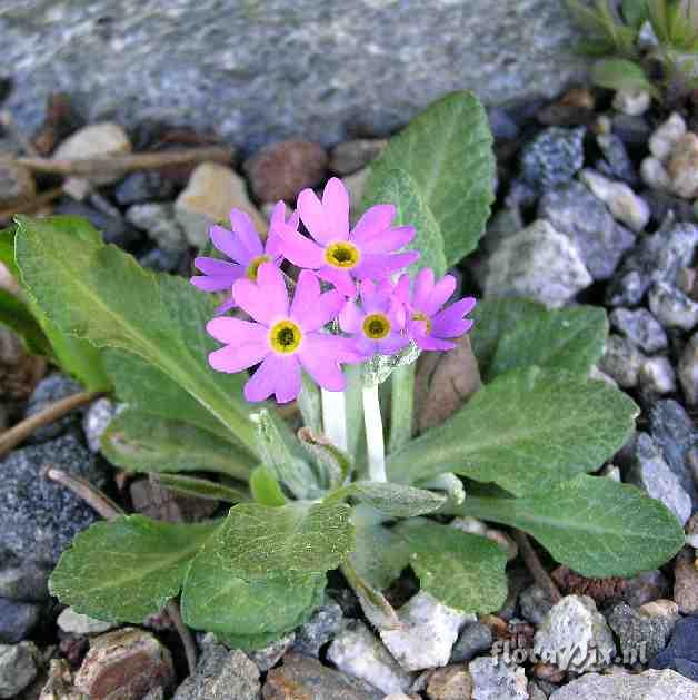 Primula laurentiana