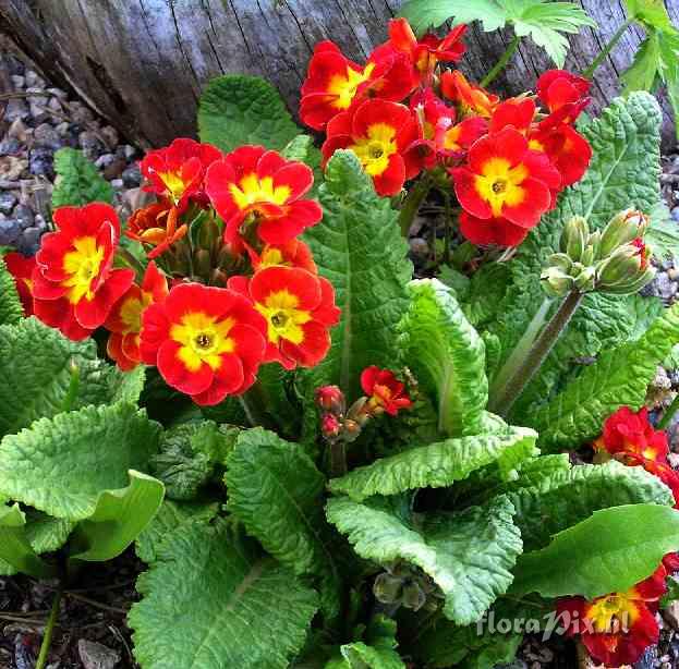 Primula x polyantha