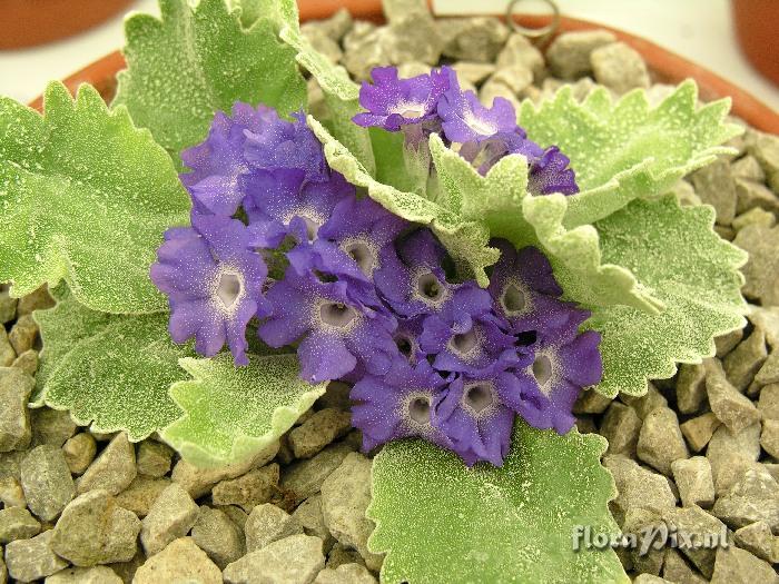 Primula albenensis