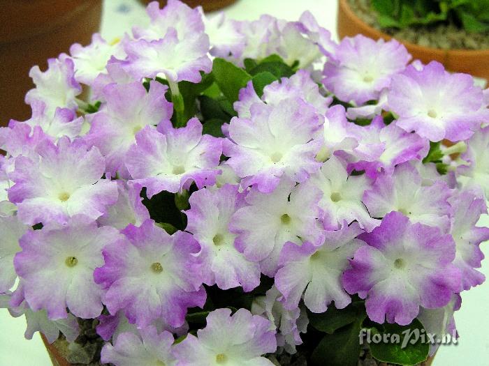 Primula Lismore Pink Ice