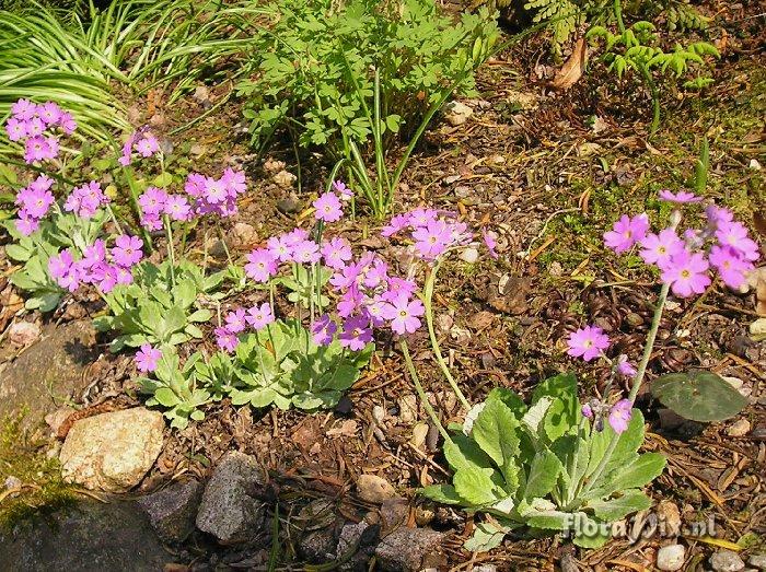 Primula modesta var. fauriei