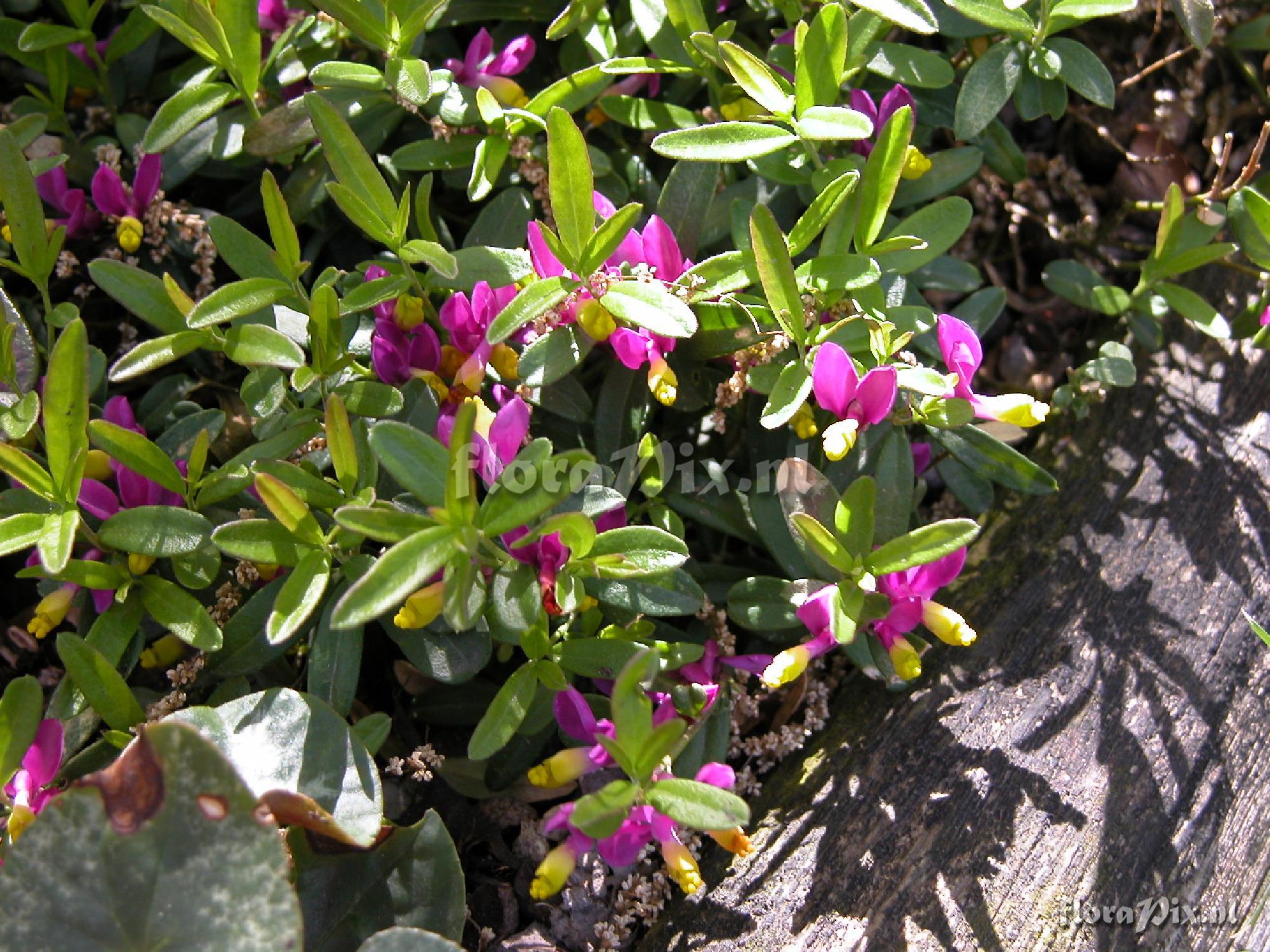 Polygala chamaebuxus 