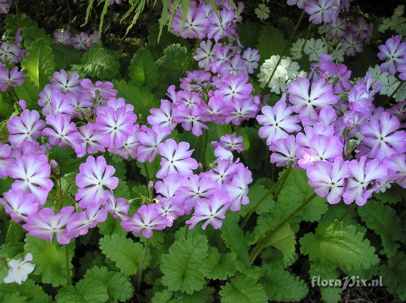 Primula sieboldii