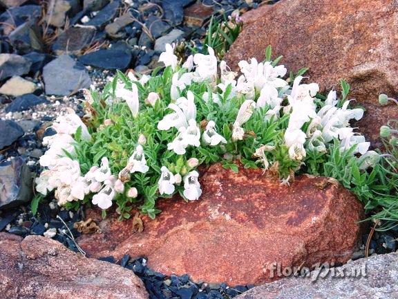 Salvia caespitosa