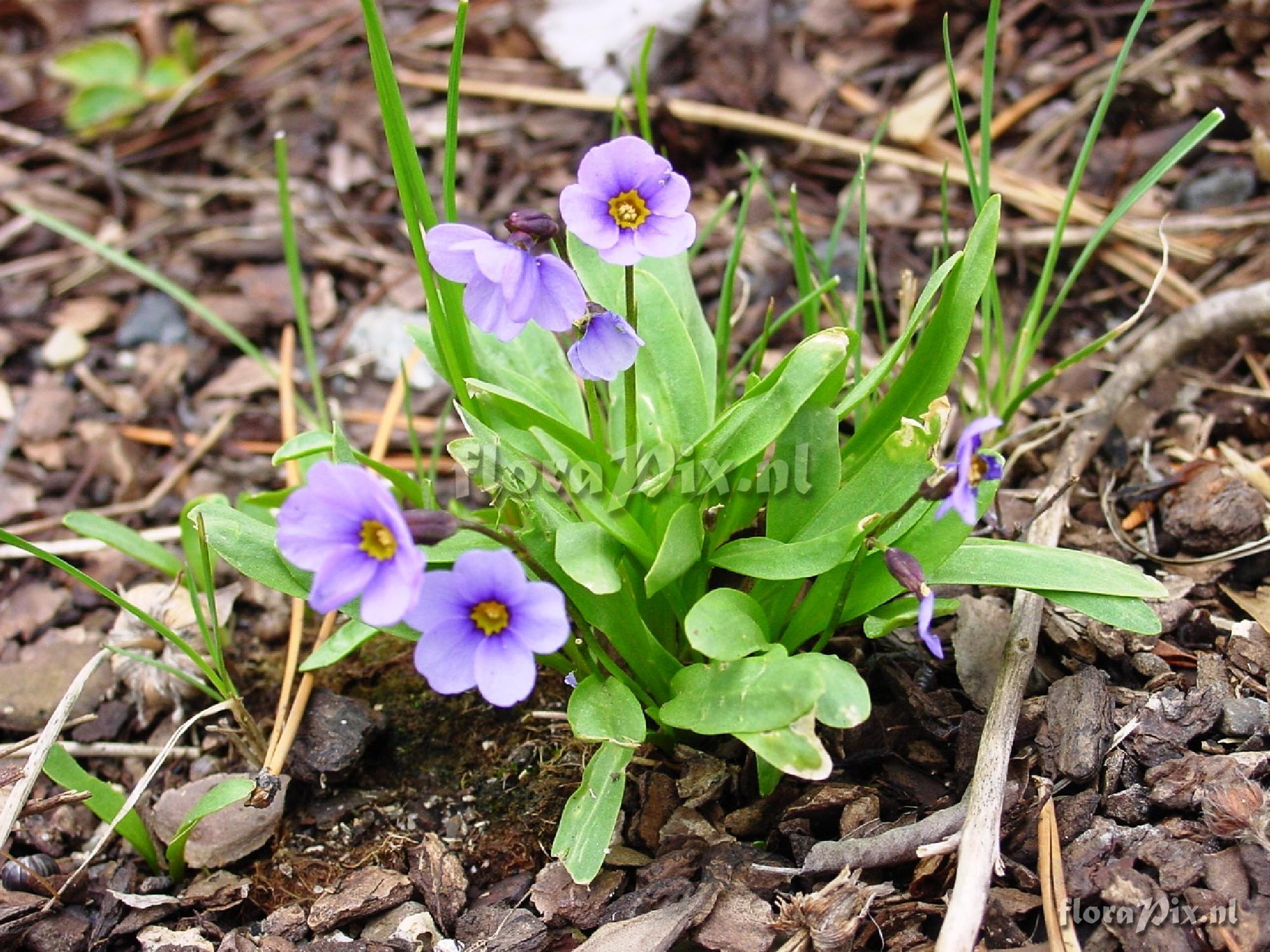 Primula cusickiana cusickiana